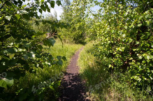 Preview: Narrow Nature Trail Background