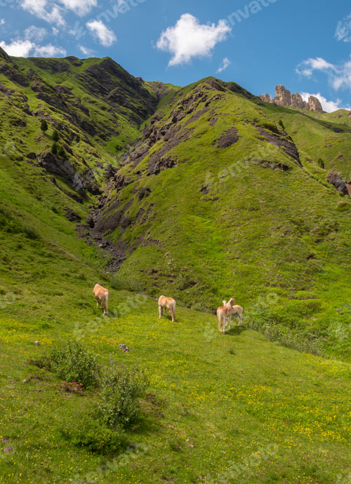 Preview: Horses On The Pastures Of The Dolomites Mountains