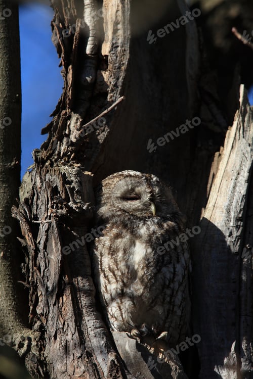 Preview: Tawny Owl Or Brown Owl (Strix Aluco) In A Hollow Tree Stump Germany