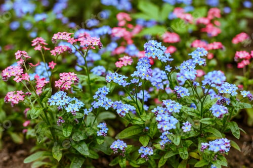Preview: Blue And Pink Forget-Me-Not Flowers In Spring Garden