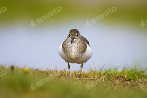 Preview: Cute Water Bird Sandpiper. Green Blue Fresh Nature Background. Bird: Common Sandpiper. Actitis