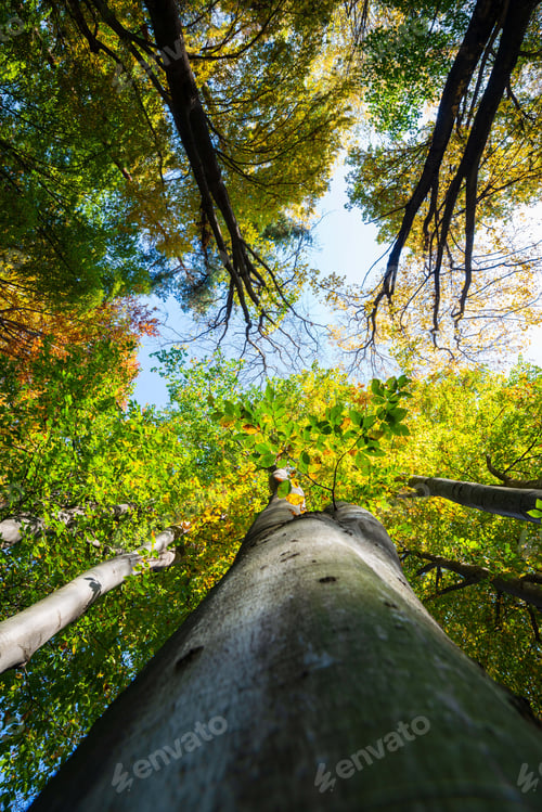 Preview: Sunlit Tall Trees From Below In The Forest