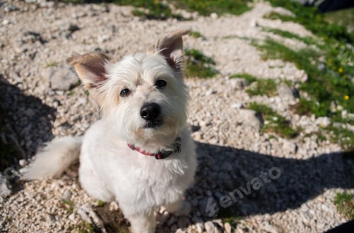 Preview: White Dog In The Mountain Landscape