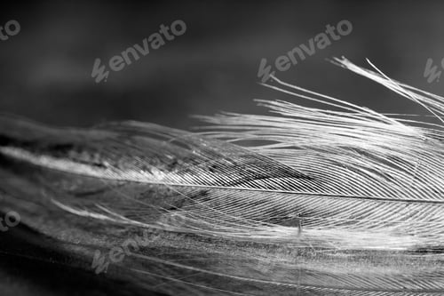 Preview: Black And White Photo Of Rooster Feather With Details And Reflexions