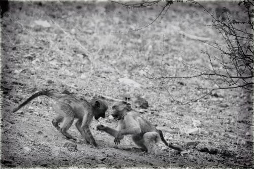 Preview: Baboons In The Hwange National Park, Zimbabwe