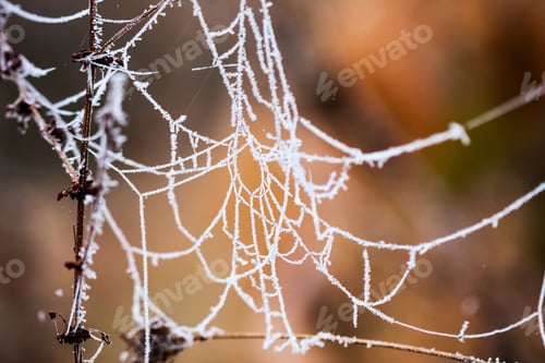Preview: Frozen Plants And Leaves With Spiderwebs And Details At The End Of Autumn. Image Has Grain Texture
