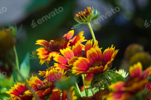 Preview: Pollination By Bees Colorful Flowers Gaillardia In The Garden