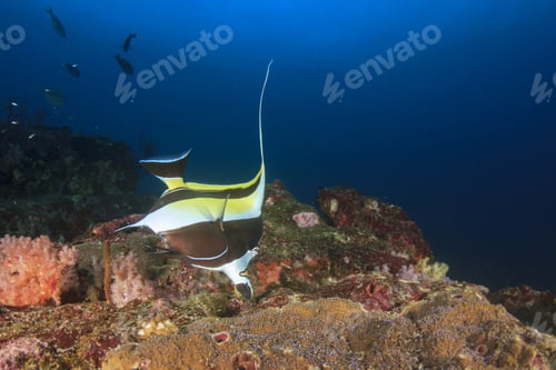 Preview: Moorish Idol Fish Bannerfish Fish Coal Sea Ocean Underwater Angelfish