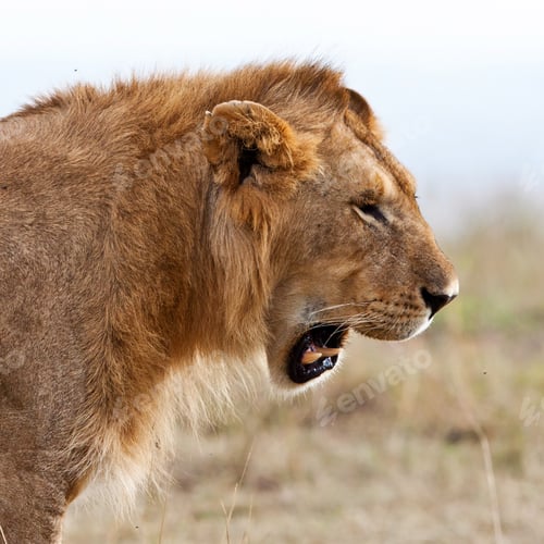 Preview: Male African Lion In The Maasai Mara, Kenya