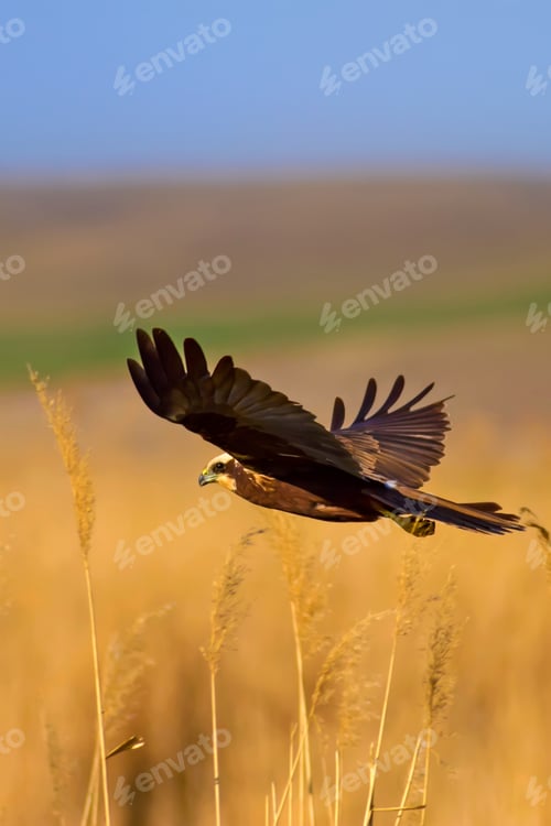 Preview: Flying Hawk. Blue Sky Background.