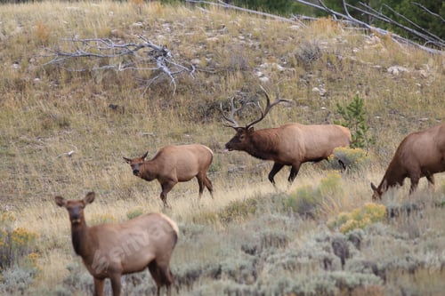 Preview: Elk (Wapiti), Cervus Elephas, Yellowstone National Park, Wyoming, United States