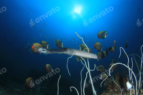 Preview: Underwater Coral Reef And Tropical Fish In Thailand