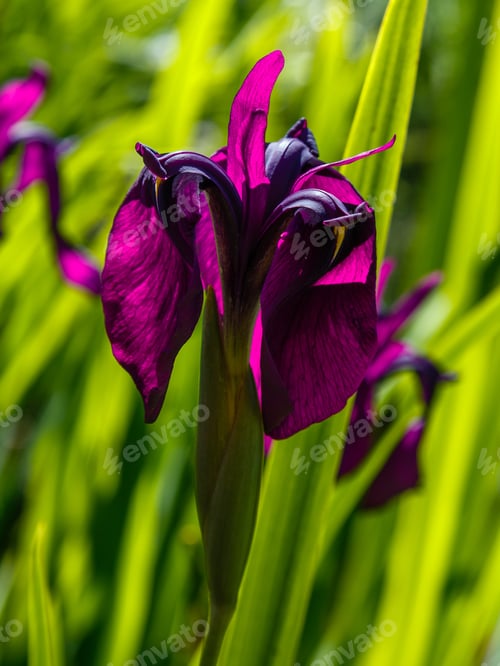 Preview: Purple Flower Of Iris Ensata In Garden