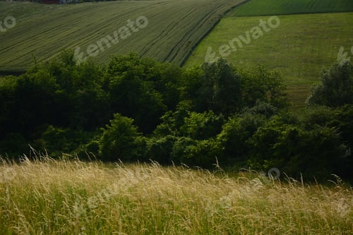 Preview: Fresh Green Wheat Fields