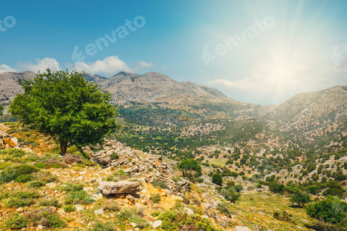 Preview: Olive Fields On Crete Island In Greece, Cretan Landscape