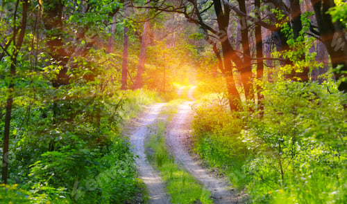Preview: Landscape With Rut Road In Green Forest