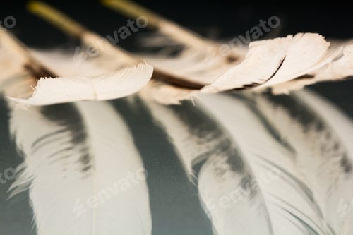 Preview: Colorful Hen Feather With Details And Reflexions