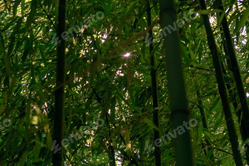 Preview: Sun Glare In A Bamboo Grove