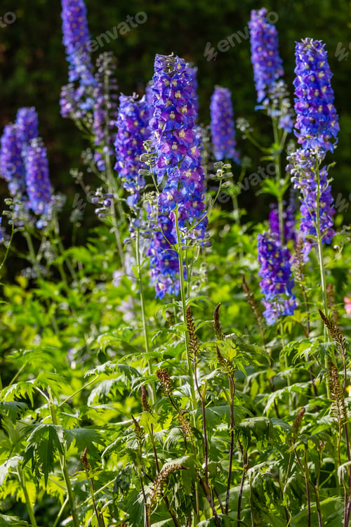 Preview: Beautiful Delphiniums Blooming In The Garden.