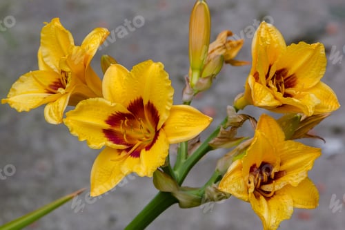 Preview: Flowering Daylilies In The Garden. Blossoming Hemerocallis In Summer Garden. Beautiful Flowers Of