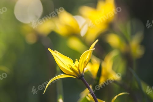 Preview: Yellow Wild Tulip (Bieberstein Tulip) In Its Natural Habitat