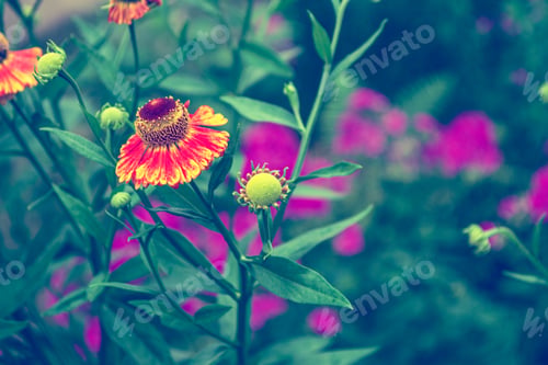 Preview: Colorful Bright Flowers Marigold Against The Background Of The Summer Landscape.