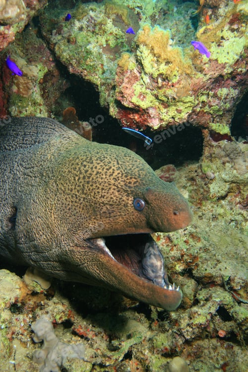 Preview: Giant Moray Eel (Gymnothorax Javanicus)