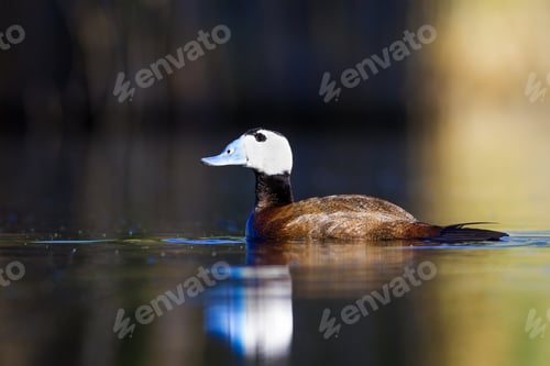 Preview: Duck Swimming In Lake. White Headed Duck White Headed Duck Oxyura Leucocephala