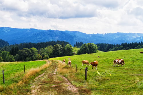 Preview: Scenic Landscape Of Tranquil Silesian Moravian Beskids In Czech Republic On Cloudy Summer Day.