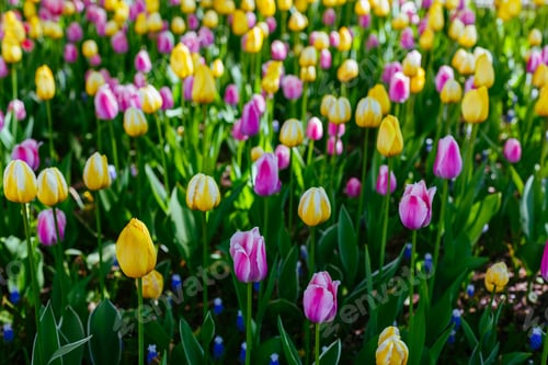 Preview: Beautiful Tulips And The Narcissus Flowers In The Spring Garden Or The Park. Ornamental Flowering
