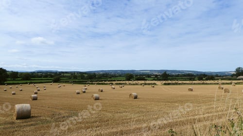 Preview: Straw Bales In A Summertime Field.
