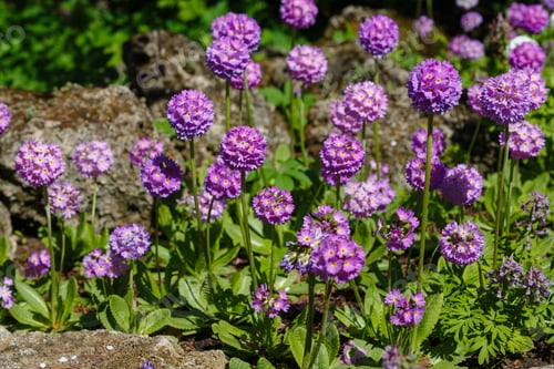 Preview: Primula Denticulata On The Alpine Hill. Primroses In The Spring Garden. Violet Flowers In The