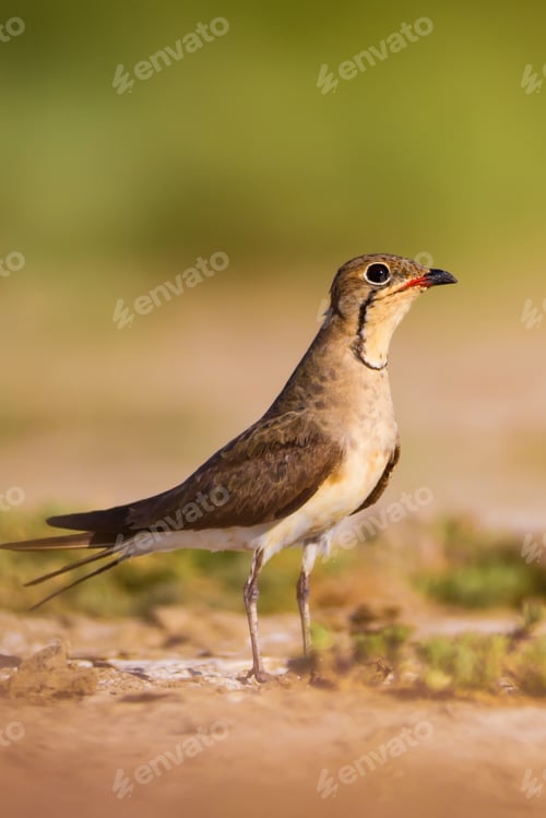 Preview: Cute Bird Collared Pratincole. Warm Colors Nature Background. Collared Pratincole / Glareola