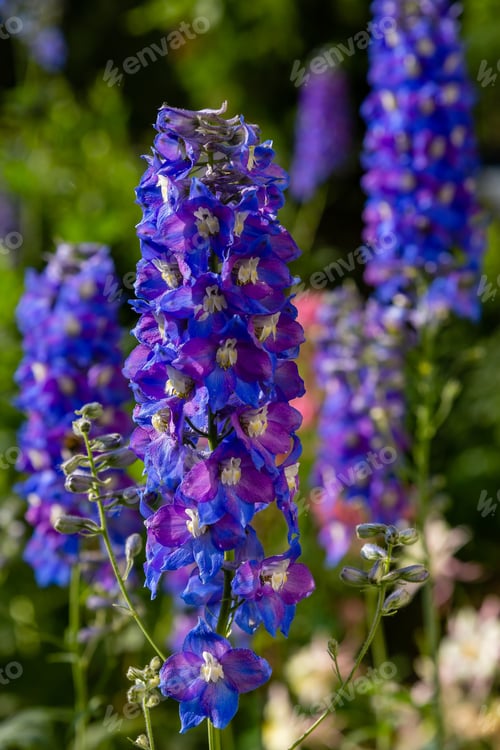Preview: Beautiful Delphiniums Blooming In The Garden.