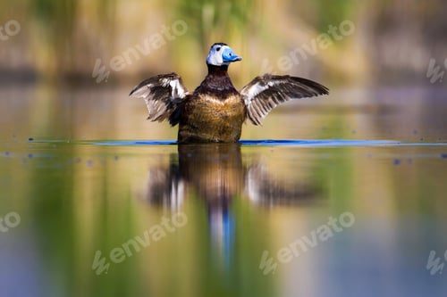 Preview: Swimming Duck. Colorful Lake Background. Bird: White Headed Duck. Oxyura Leucocephala.