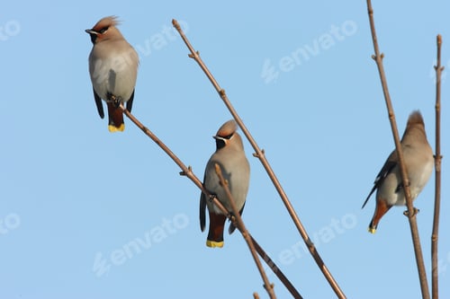 Vista previa: Waxwing bohemio (Bombycilla Garrulus) Alemania