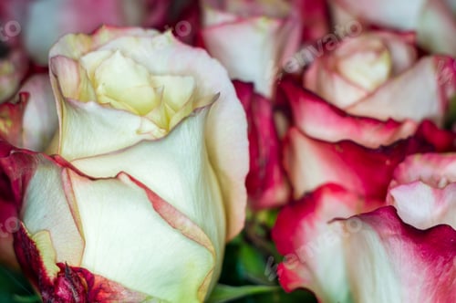 Preview: Beautiful Large Bouquet Of Yellow-Red Roses. Nature. Close Up, Selective Focus