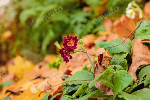 Preview: The Purple Primrose Flowering In Autumn Garden