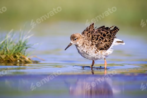 Preview: Colorful Water Bird. Colorful Nature Background. Bird: Ruff. Philomachus Pugnax.