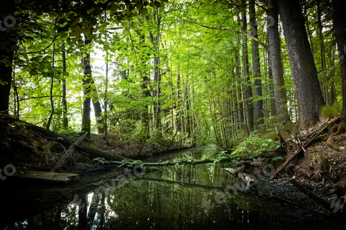 Preview: Creek In Summer Forest