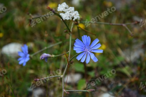 Preview: Common Chicory (Cichorium Intybus) In Natural Habbitat, Armenia