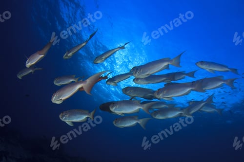 Preview: School Red Bigeye Fish Underwater Blue Sea