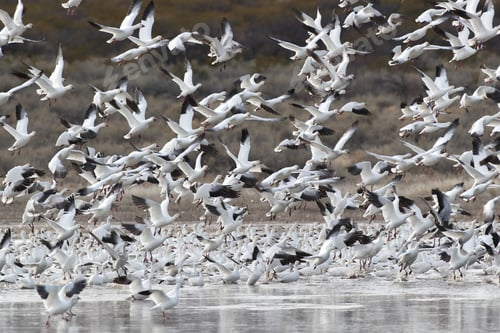 Preview: Snow Geese Bosque Del Apache, New Mexico Usa
