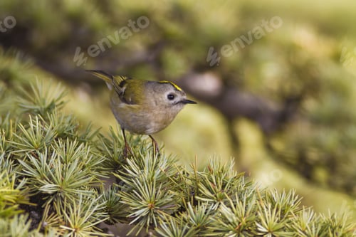 Preview: Bird On Tree Branch. Forest And Bird. Nature Background. Goldcrest / Regulus Regulus