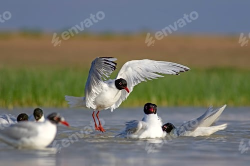 Preview: Flying Gull. Blue Green Nature Background. Bird: Mediterranean Gull. Ichthyaetus Melanocephalus.