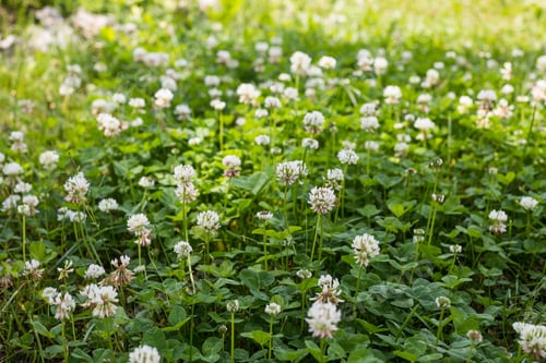 Preview: Beautiful Background With Blooming White Clover Plants On The Lawn. Bright Green Lawn