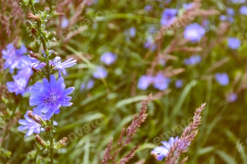 Preview: Bright Flowers Of Chicory On The Background Of The Summer Landscape.