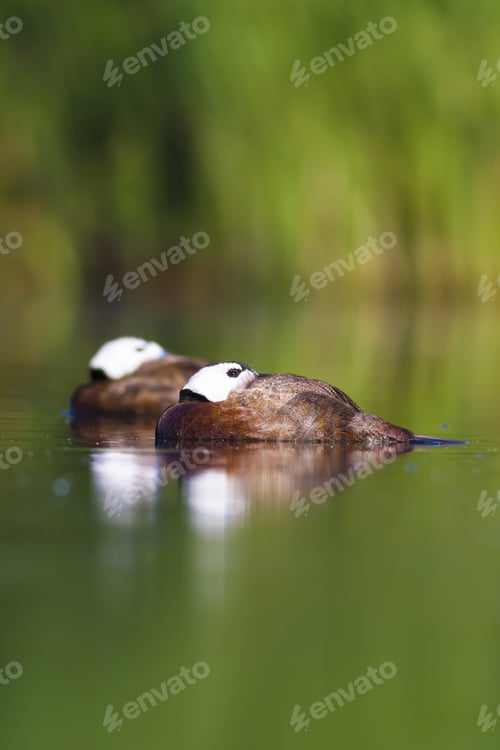 Preview: Sleeping Duck. Green Lake Background. Duck: White Headed Duck. Oxyura Leucocephala.