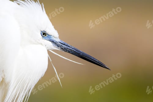 Preview: Beautiful White Heron. Colorful Nature Background. Heron: Little Egret. Egretta Garzetta.