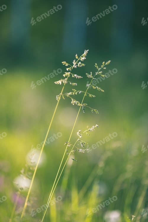 Preview: Sunny Meadow With Dandellions And Daisies In Summer At Countryside - Vintage Retro Look